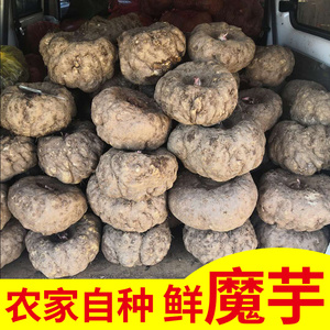 taobao749951775淘宝新鲜魔芋头10斤云南山地农家种植