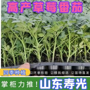 草莓西红柿秧苗东北铁皮柿子口感酸甜绿肩浓采摘普罗旺斯番茄种籽