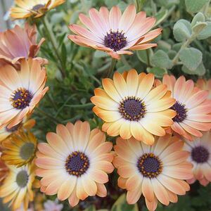 双重双银蓝目菊花苗多年生南非万寿菊糖果玛四季开花阳台花卉盆栽