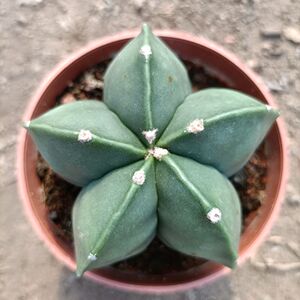 超大实生五角 银沙琉璃鸾凤玉 室内电脑桌吸甲醛防辐射绿植包邮