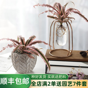 姬凤梨多肉小盆栽办公室桌面ins 水培绿植室内防辐射空气凤梨植物