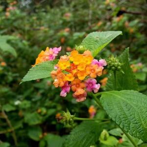 五色梅种子中草药材马缨丹臭草皮肤宝宝洗澡枝叶五色花多年生植物