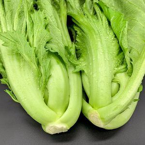 广西芥菜新鲜蔬菜整颗大叶青菜疙瘩卷心大芥菜包心苦菜泡酸菜腌制