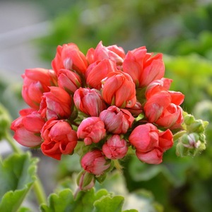 天竺葵红色潘多拉