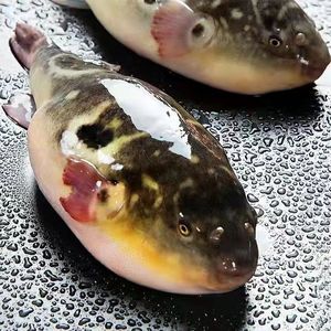 【河豚鱼活的】河豚鱼活的品牌,价格 - 阿里巴巴