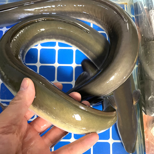 【活体发货】黄金鳗鱼黄鳗河鳗鱼鲜活青鳗白鳝湖鳗溪鳗杜龙盘龙鳝