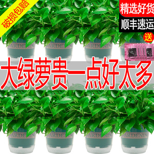 绿萝盆栽室内除甲醛植物新房客厅绿植花卉净化空气长藤水培大绿箩