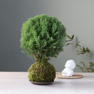 雾松雾凇盆栽盆景绿植花卉阳台室外四季常青好养易活桌面小植物