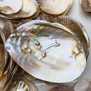 天然淡水贝带珍珠大母贝壳粘壳珍珠珍珠蚌壳工艺品创意摆件