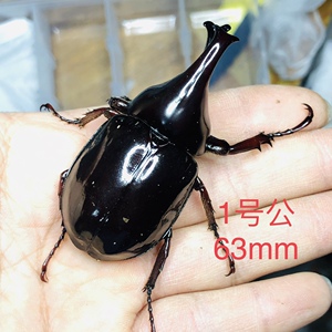 黑金刚姬兜成虫甲虫活体长戟大兜虫锹甲花金龟2021热门个性宠物