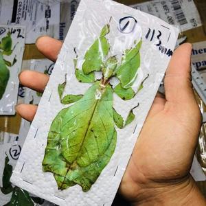 巨人叶脩标本叶子虫竹节虫phyllium giganteum大个体真虫昆虫甲虫