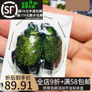 国外昆虫标本金绿长脚宝石丽金龟chrysophora chrysochlora甲虫