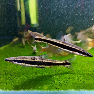 长麦穗鱼国产铅笔中上层原生溪流观赏群游一眉一线黑线纵纹观赏鱼