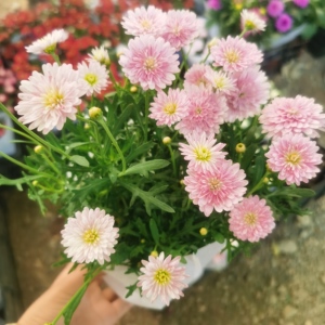 丽家花卉玛格丽特姬小菊雏菊花开不断爆花庭院阳台花卉绿植盆栽