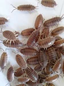 现捉活体鼠妇虫 包成活 优质皮板虫西瓜虫 药用生物实验40只左右