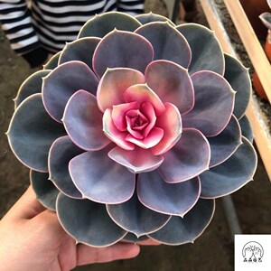 红心莲锦 多肉植物 盆栽 防辐射 美观 室内新手 好养活