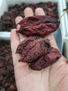 福草堂西藏野生鬼臼果100g包邮无硫姨妈克星搭藏红花八角莲桃儿七