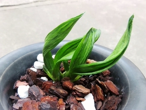 华辉兰苑实物兰花墨兰精品矮种皱皮荷瓣-珍珠龙线艺(此盆2苗)