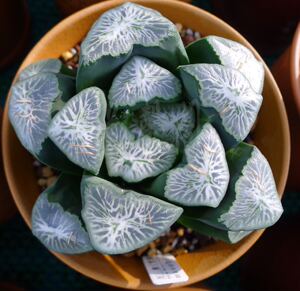 多肉植物十二卷万象雪国