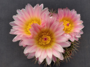 粉鬼丸 南国玉属多肉植物 2020仙人球种子