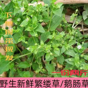 鹅肠草