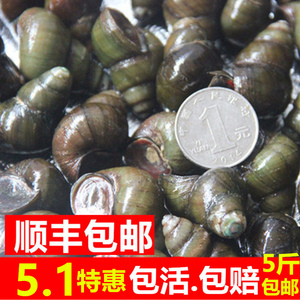1份5斤装新鲜田螺活体活的石螺包活泥螺螺蛳粉螺丝肉野生鲜活螺蛳