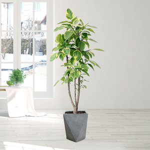 绽放四季花卉黄金榕大型室内盆栽北欧绿植办公室客厅阳台植物