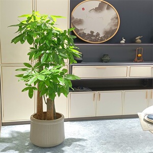 发财树盆栽室内大型绿植客厅办公室步步高大棵招财树北京开业乔迁