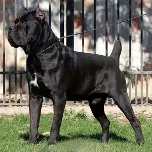 纯种精品卡斯罗犬幼犬黑色铁面灰色大型护卫看家护院猛犬宠物狗狗