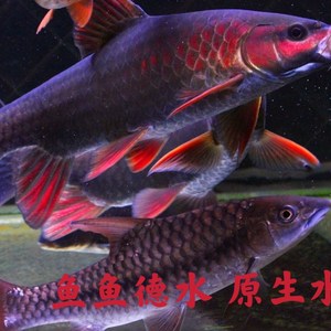 凤仙子鱼