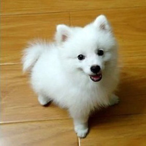 出售纯种银狐幼犬活体宠物狗狗狐狸犬日本尖嘴银狐犬活体幼犬