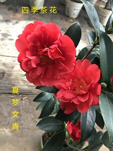 重瓣四季茶花夏日系列七心夏梦文清怀金拖紫瑰丽迎夏庭院室内阳台