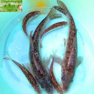 里下河花骨鱼 激浪鱼 马鲫 季郎鱼 鸡骨郎 花鲴鱼 鲜活 现杀