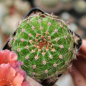 山脉天际线席克氏彩草仙人球精养红花美观好养仙人掌多肉阳台观赏