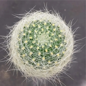 银翁玉仙人球植物盆栽实生开花仙人掌类多肉桌面肉肉绿植乳突球属