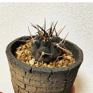 【摩天龙仙人球】摩天龙仙人球品牌,价格 - 阿里巴巴