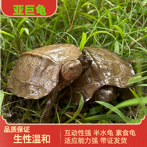 亚巨乌龟苗素食水果半水龟宠物活体大型观赏龟网红龟