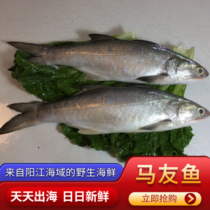 深海马友鱼天然野生海鱼阳江海鲜特产午鱼笋鱼3斤广东包邮