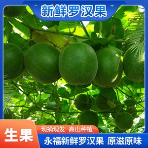 广西永福生果泡茶煮水桂林产新鲜罗汉果青皮成熟果子现摘果园直发