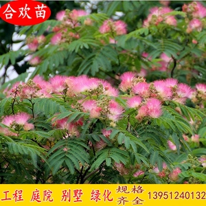 合欢树苗庭院室外花卉植物芙蓉树苗合欢苗四季绒花树苗合欢花树苗