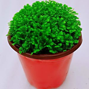 531人付款淘宝情人草 蕨类植物 幸福草 吸甲醛 净化空气 室内桌面绿植