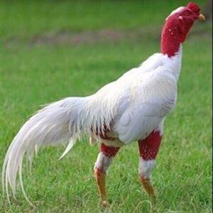 中原斗鸡活体纯种活苗小鸡泰国大型越南斗鸡蛋受精种蛋可孵化