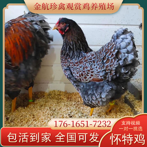 怀特宠物鸡活体大体型怀恩多特观赏鸡紫怀特鸡种蛋黑白花怀特鸡活