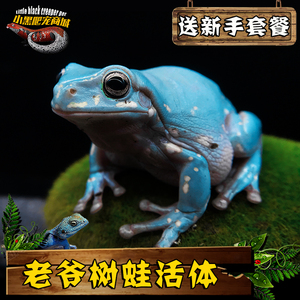 老爷树蛙活体绿蓝姥爷树蛙角蛙青蛙活体 宠物招财蛙温顺造景爬宠