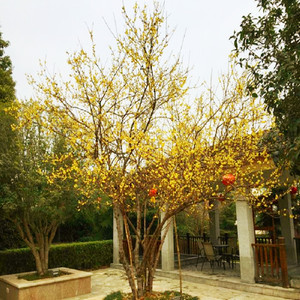 耐寒腊梅花树苗丛生盆栽大型棒棒糖嫁接素心腊梅树庭院地栽浓庭院