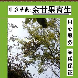 壮乡野生余甘果寄生 牛甘树寄生 余甘子寄生 油甘子寄生 干品500g