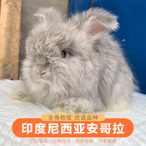 双血统进口英系彩色巨型安哥拉宠物兔子活物垂耳猫猫茶杯体侏儒兔