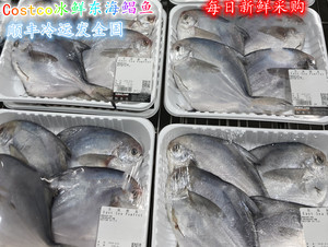 上海Costco开市客国产冰鲜东海鲳鱼800g左右/盒 顺丰冷运发全国