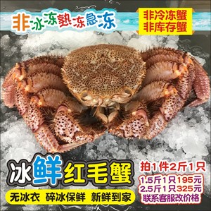 红毛蟹鲜活冰鲜大红毛俄罗斯进口1只1.5-2.5斤特大螃蟹毛蟹未冷冻