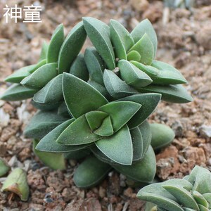 多肉植物雷童 雷童多肉 神童多肉 多肉植物神童 多头群生肉肉迷你